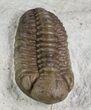 Two Kainops Trilobites - Black Cat Mountain, Oklahoma #68620-4